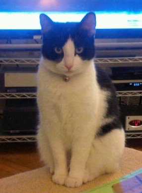 My little furry baby Tess