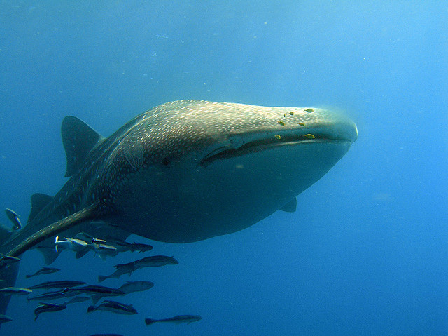 Whaleshark